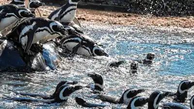 Los pingüinos que quedaron sin hogar tras el cierre del Aquarium ya tienen nuevo destino en Río Negro