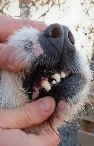 A Perejil lo revisaron al salir del exzoológico de Rawson y lo que encontraron derivó en un pedido urgente a la Fiscalía
