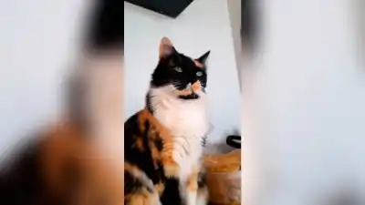 Su gata desapareció hace cuatro días y la familia no pierde las esperanzas: "Es parte de la familia"