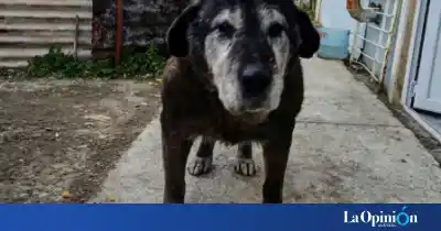 Tiene 15 años y vive en la calle en Río Gallegos: el pedido desesperado por Negrito