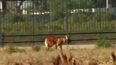 Un aguará guazú apareció en el oeste de Rosario y activaron un protocolo especial: qué pasará con él