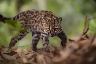 El felino que confundieron con un gato doméstico resultó ser una especie nueva: ahora lo buscan en Jujuy