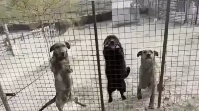 Alimenta a 48 perros todos los días y lanza un pedido urgente: "Siempre hay alguien que me da una mano"