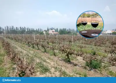 La helada arrasó los viñedos de Cafayate: "No hay cosecha para el año que viene"