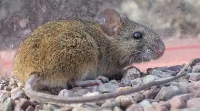 Catamarca: detectan por primera vez hantavirus en roedores y piden extremar cuidados en una zona puntual