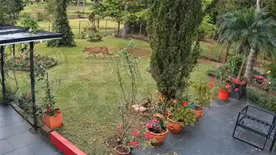Apóstoles: vecinos lo advirtieron durante un año y ahora las cámaras les dieron la razón