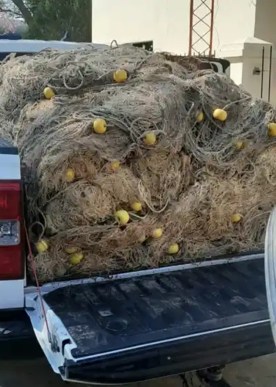 Apareció un cardumen gigante en el Paraná y ahora rige una veda que nadie esperaba