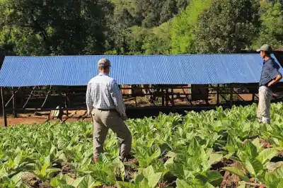 Misiones quiere volver a venderle tabaco a EE.UU.: cuánto del cupo podría quedarse