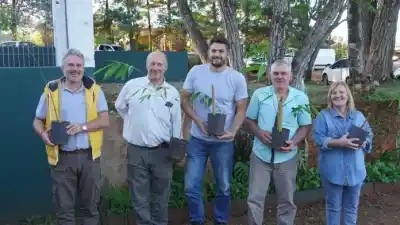 Apóstoles le apuesta al bambú: la industria que ya tiene fecha y promete cambiar el campo