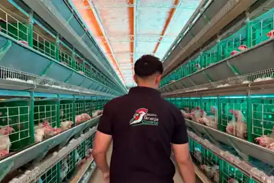 El proyecto que nació como tarea final y hoy controla casi 400.000 aves en granjas entrerrianas