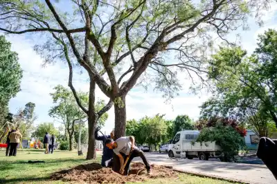 Relevaron 658 árboles en General Pico: qué encontraron adentro de los que sacaron