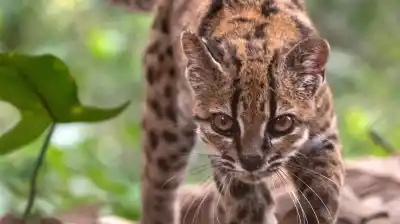 El gato que nadie había visto: el hallazgo en Bolivia que dejó mudo al mundo científico