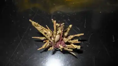 Un misterio violeta emerge de las profundidades del mar Argentino: el hallazgo que sorprendió a la ciencia