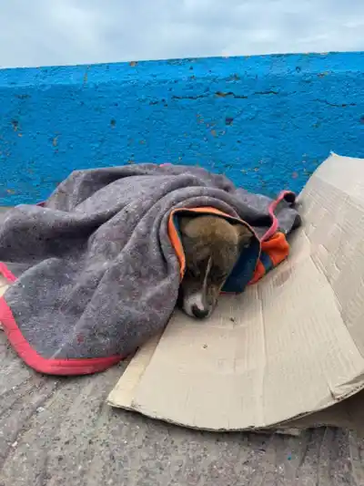 Comodoro: cayeron al mar en pleno paseo costero y la escena terminó con uno de ellos herido