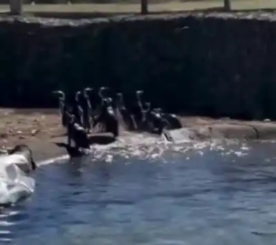 Rescataron a más de 40 pingüinos en la Patagonia: dónde terminaron