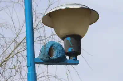 Pintaron de azul los nidos de unos horneros recién terminados y nadie sabe quién lo hizo