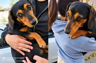 Maltrató a su salchicha en un parque a la vista de todos: lo que pasó 24 horas después