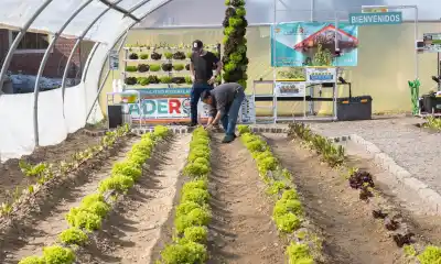 Rawson ya prueba un sistema que da verduras en 20 días sin tierra: quiénes podrán sumarse