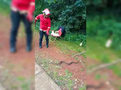 Apareció en plena vereda de Posadas: el operativo que se desplegó en minutos