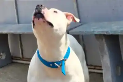 Un juez rechazó sacrificar al pitbull que mordió a una nena en Paraná: qué pasará con Max