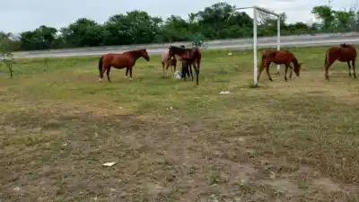 Caballos sueltos en Orán: la policía los encontró, pero el detalle que preocupa es otro