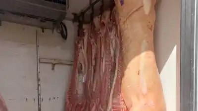 Lo pararon por un control de rutina, pero al abrir la caja la escena los dejó helados