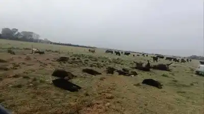 Cortaron el alambrado, entraron con carros y la escena los delató: investigan a un campo de Olavarría