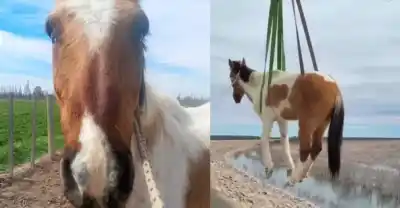 Rescataron a un caballo ciego atrapado en un embalse y ahora buscan padrinos: el motivo que no pueden revelar