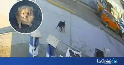 El video que cambia todo: no fue la dogo, el ataque a Floki tiene otro protagonista