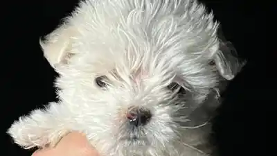 Denunció que le robaron su cachorro y la Policía terminó entrando a una casa de Santa Rosa