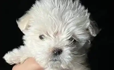 Robaron un caniche en Valle Viejo y la investigación terminó en un domicilio inesperado