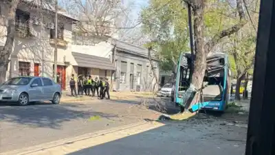 Perdió el control, chocó de frente contra un árbol y lo que hallaron adentro del colectivo llamó la atención