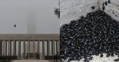 Rosario bajo un fenómeno extraño: calor, niebla y una invasión que recuerda a la ficción