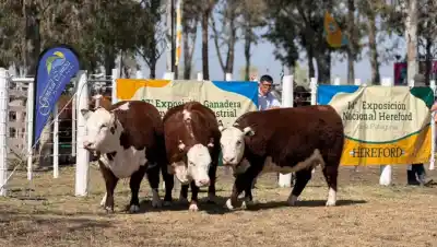 Conesa ya tiene a sus grandes campeones de Angus: los nombres que se llevaron todos los aplausos