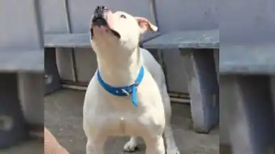 La Justicia de Paraná tomó una decisión clave por el pitbull que mordió a una nena