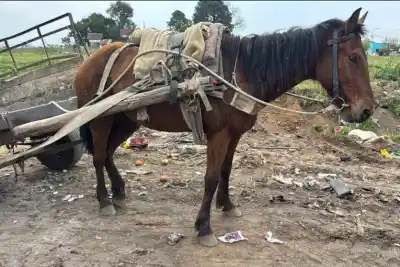Un caballo cargaba hormigón en Concordia y la policía terminó interviniendo: qué encontraron