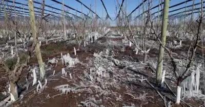 Mendoza se blinda contra un enemigo silencioso: lo que anticipan para la primavera
