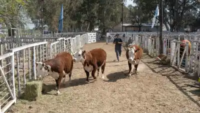 La raza que crece en la Patagonia y que hoy busca un lugar en los grandes escenarios
