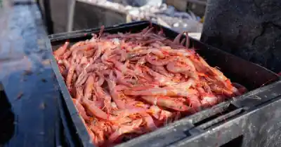 Santa Cruz se lleva una de cada seis toneladas de pesca del país: el detalle que casi nadie mira