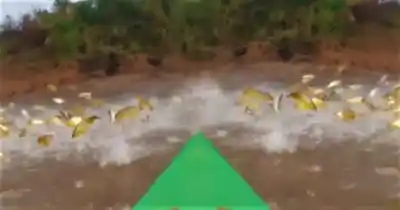 Corrientes blindó un tramo del Paraná, pero las redes siguen apareciendo en el agua