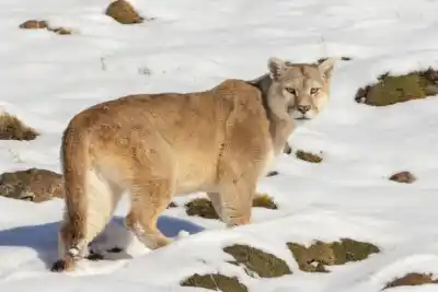 Recorrieron 120 km por día en la nieve: lo que encontraron estos fotógrafos de Roca