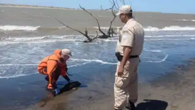 Caminaron 20 años la costa del río Negro y lo que encontraron cambió todo lo que sabían del delfín más amenazado
