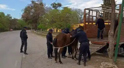 32 caballos sueltos en rutas de Güemes: el operativo que nadie esperaba