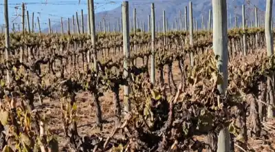 Tenía todo listo para la cosecha, pero el termómetro marcó -2°C y el Valle se quedó mudo