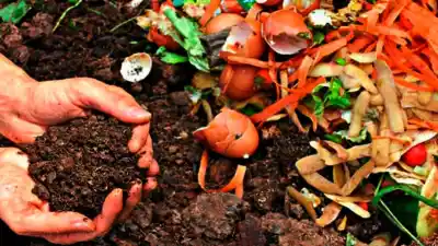 El secreto que transforma tu basura en oro negro para las plantas y que pocos conocen