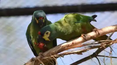 El loro que desapareció de Misiones en 1988 y que un grupo de especialistas quiere traer de vuelta