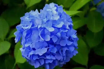 El error que arruina las hortensias pampeanas (y cómo lograr el azul imposible)