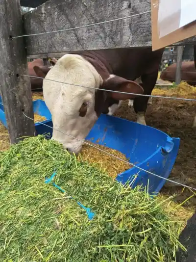 El campo correntino, en alerta: el dato que reveló un ministro en la Rural de Curuzú Cuatiá