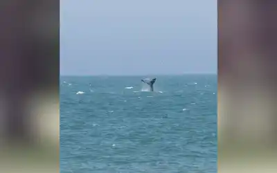 Una ballena apareció frente a las playas de Mar del Plata y el video se volvió viral