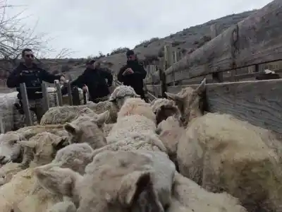 Robaron 300 ovejas en Tecka y ahora investigan algo mucho más grande